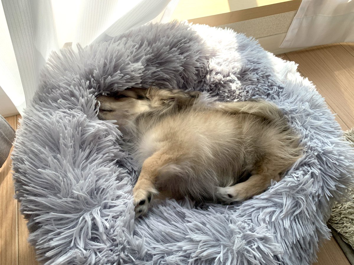 ポメックスのレイくん 寝てる はまってる ポメックス 子犬 休日 クッション ごろごろ あったかそう 犬好きさんと繋がりたい ポメラニアン