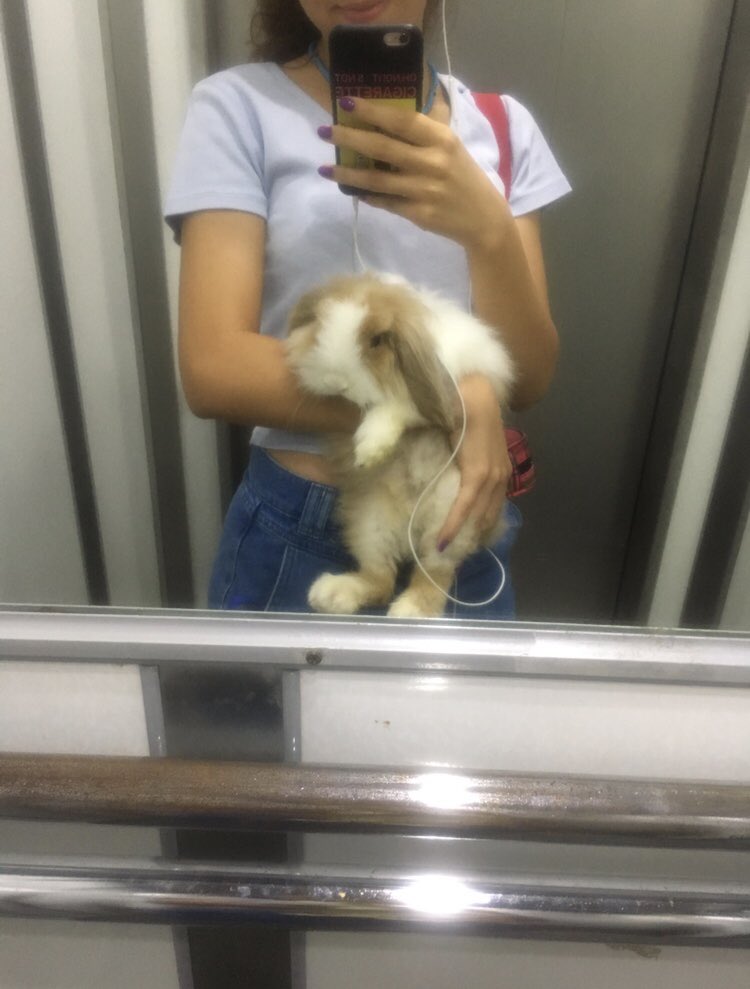 Animal Before After (@animalbeaf) on Twitter photo 