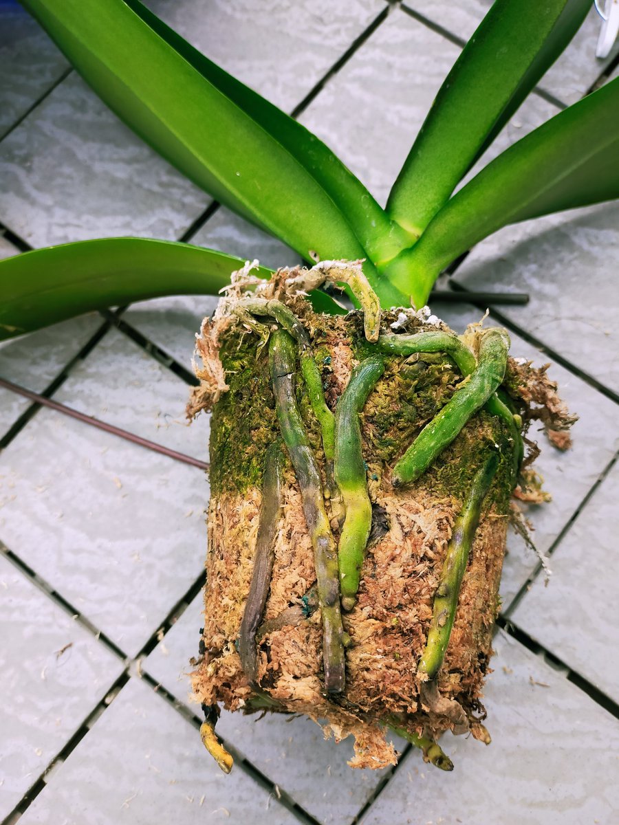 ちょこ太郎 בטוויטר 会社で貰った胡蝶蘭 ビニールポットのまま管理してたらカビが生えてしまった 暖かくなってきたので植え替え決行 根っこスカスカ 軽石抱かせて４号素焼にin これで管理がしやすくなるぞ