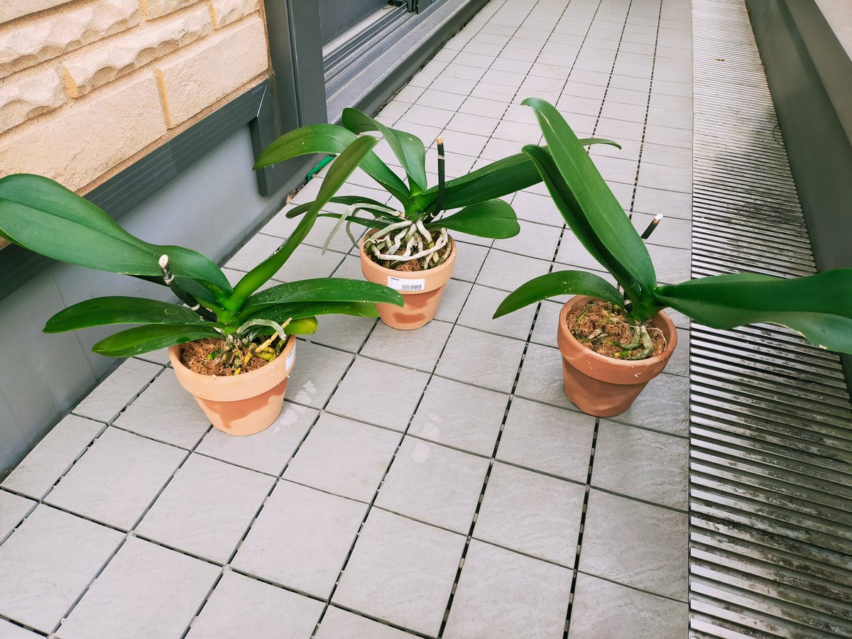 ちょこ太郎 בטוויטר 会社で貰った胡蝶蘭 ビニールポットのまま管理してたらカビが生えてしまった 暖かくなってきたので植え替え決行 根っこスカスカ 軽石抱かせて４号素焼にin これで管理がしやすくなるぞ