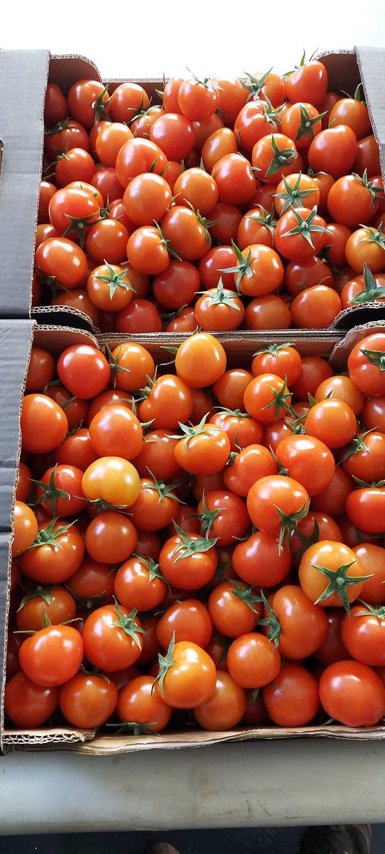 Croftpak's tweet image. First pick of the season 🍅🍅😁 #newseason #britishtomatoes