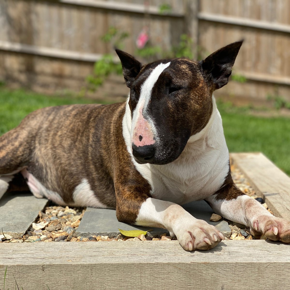 wufdesign's tweet photo. Happy #nationalterrierday everyone from the gorgeous English Bull Terrier Bron and I :) https://t.co/JRqsGkkQXQ