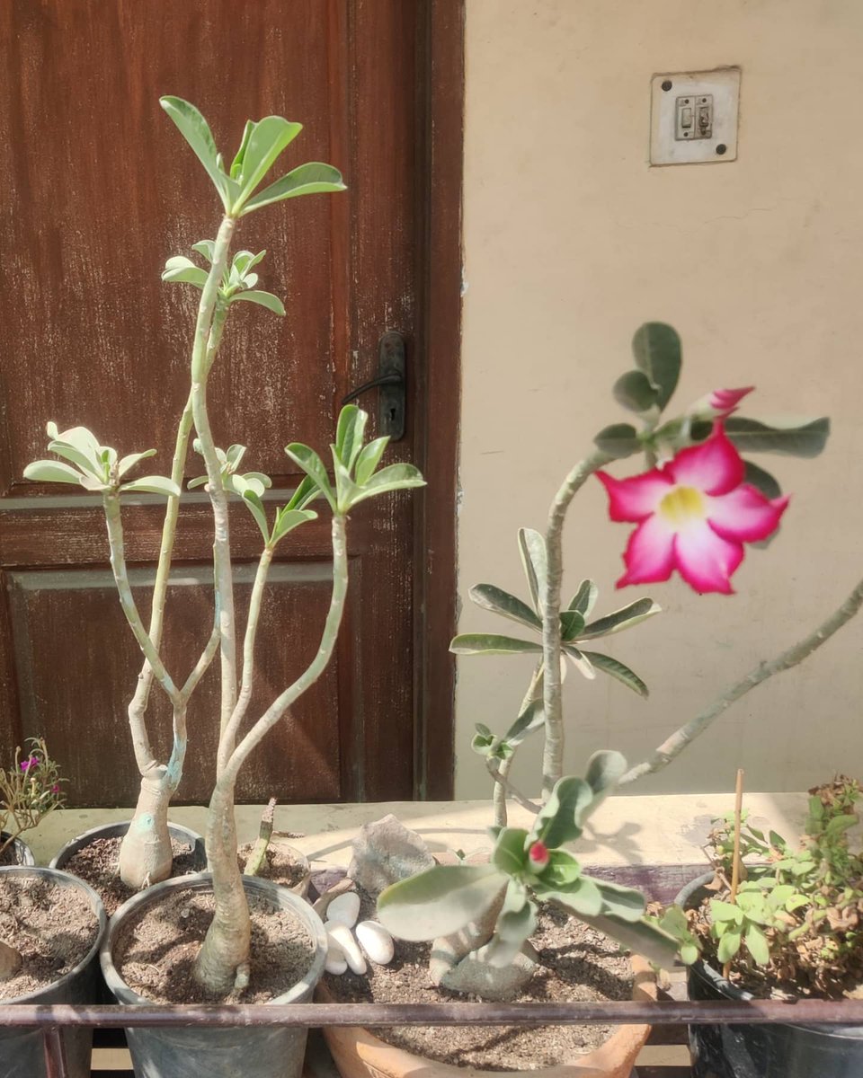 dalipsabharwal's tweet photo. Who won't love the creation of God โค๏ธ - Nature ๐
#Nature #GodisTheCreator #RespectNature #SpreadLive #Bekind #HelpOthers #Begenuine #PlantTrees #GoGreen https://t.co/dWTbrclMdF