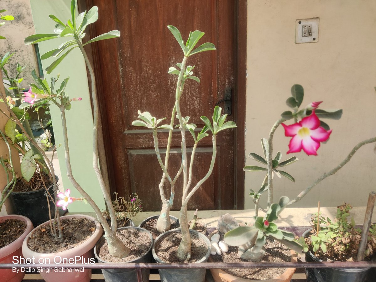 dalipsabharwal's tweet photo. Who won't love the creation of God โค๏ธ - Nature ๐
#Nature #GodisTheCreator #RespectNature #SpreadLive #Bekind #HelpOthers #Begenuine #PlantTrees #GoGreen https://t.co/dWTbrclMdF