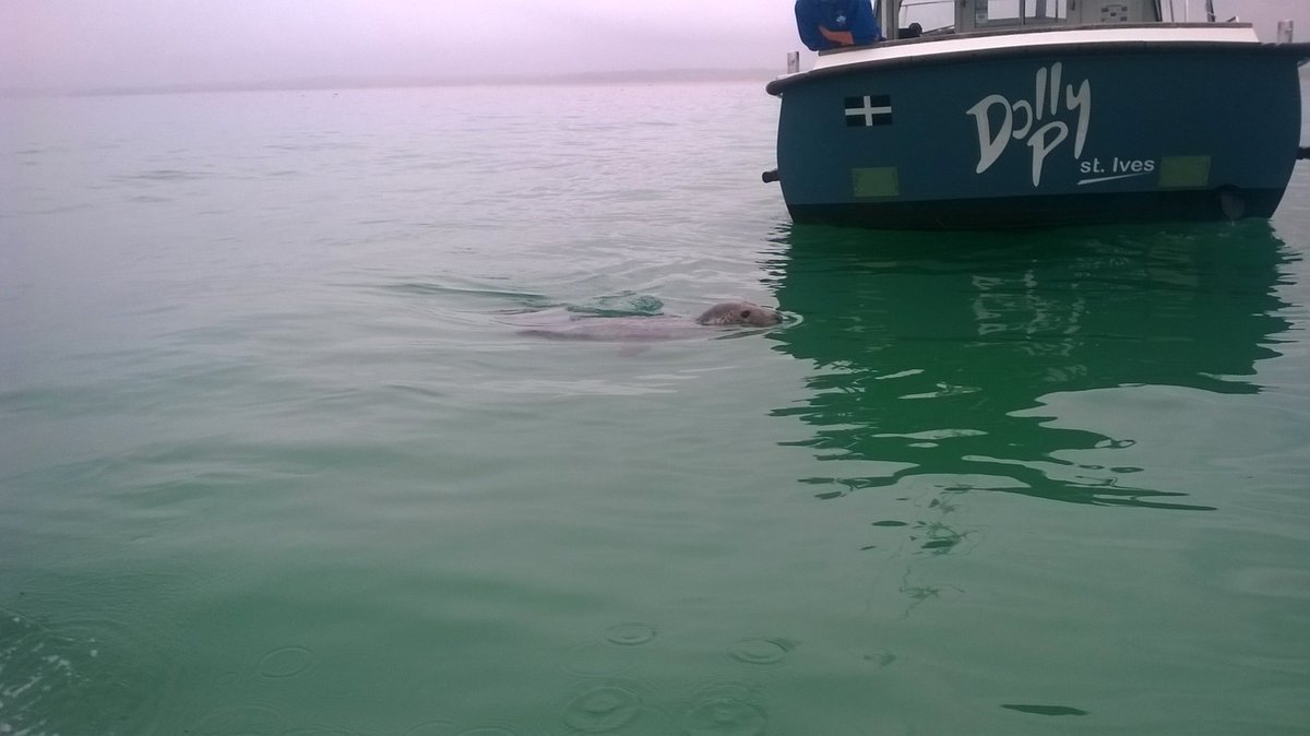 RJonTourUK's tweet photo. St Ives is a great place for a break away, my last visit was in October a few years back.
One highlight was a boat trip to seal island on the Dolly P boat.
https://t.co/fQ7pbI6Tkk #stives #Cornwall #satchatuk #staycation https://t.co/G8rGOoSdml