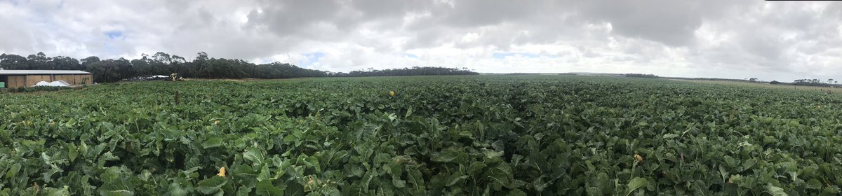 Great follow up trip to Tassie to see #foragekale well into its growing season. Slightly mind boggling numbers with 450ha, looking to feed 3000 cows with a likely yield up around 18T. #homegrownfeed #winteringcows #seriousdrycowtucker