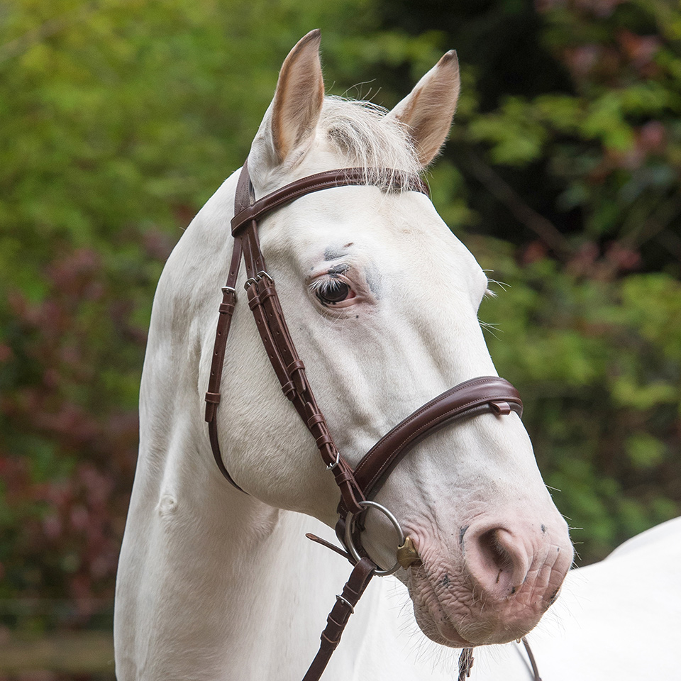 Nieuwe website voor Finca Linda, een uit hobby geboren handelsstal/stoeterij voor het barokke paard. Barokke paarden staan bekend om hun zeer goede karakter met bijbehorende expressie. Neem een kijkje op fincalinda.nl en geniet van de prachtige foto's.