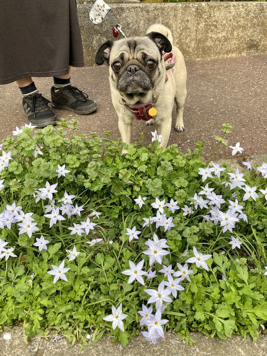 pag39's tweet photo. パグのミックは、11歳になったけれど、とても元気です。今日は、お花見🌸。桜や綺麗なお花と記念撮影(o^^o) https://t.co/TfOQSOQUi6