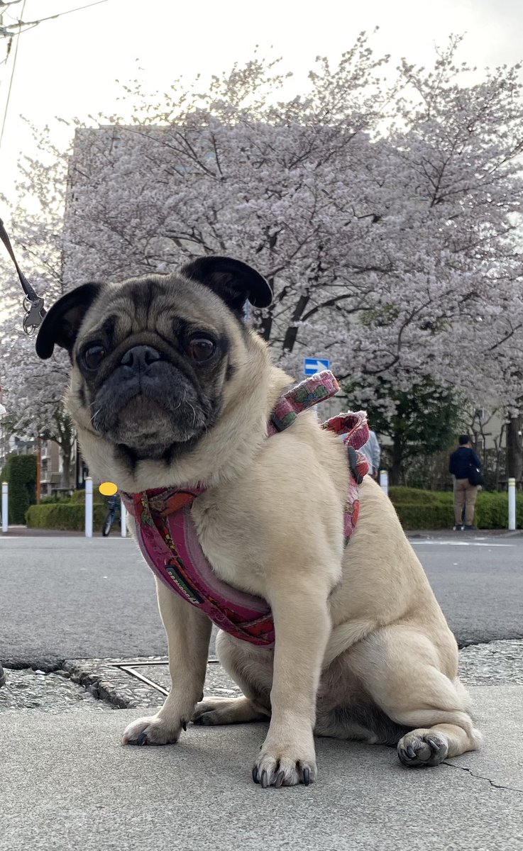 pag39's tweet photo. パグのミックは、11歳になったけれど、とても元気です。今日は、お花見🌸。桜や綺麗なお花と記念撮影(o^^o) https://t.co/TfOQSOQUi6