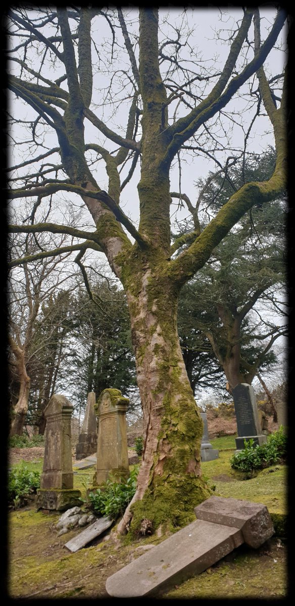 TheCemetress's tweet photo. No place like home ⚰🌲✌🏽🖤
#CemeteryTree 
#MausoleumMonument
#MyFavePlace 
#DeathCantKeepUsApart https://t.co/I8Z3GLyMCO