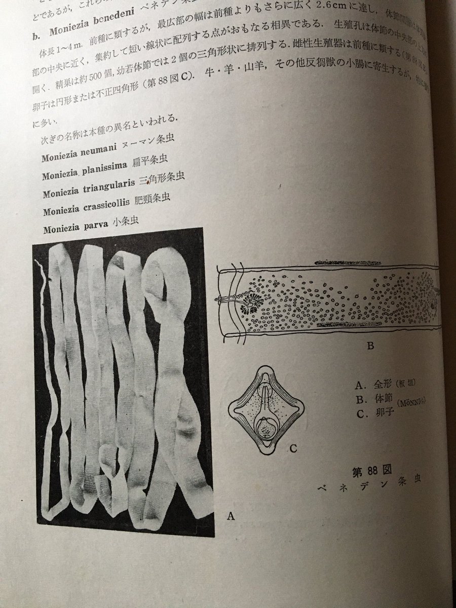 先週父の教科書続編「家畜寄生虫病学」中表紙によく見ると線虫?のレリーフ。半ばまでは父の書き込み沢山。父は自分の字にコンプレックがあって40過ぎてペン習字したりして早くからワープロを買ったり懐かしい。キャベツと鯨肉ばかり食べていた当時の父の1500円って今の10倍位? 