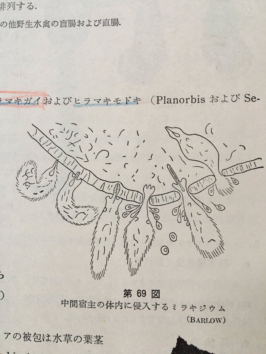 先週父の教科書続編「家畜寄生虫病学」中表紙によく見ると線虫?のレリーフ。半ばまでは父の書き込み沢山。父は自分の字にコンプレックがあって40過ぎてペン習字したりして早くからワープロを買ったり懐かしい。キャベツと鯨肉ばかり食べていた当時の父の1500円って今の10倍位? 