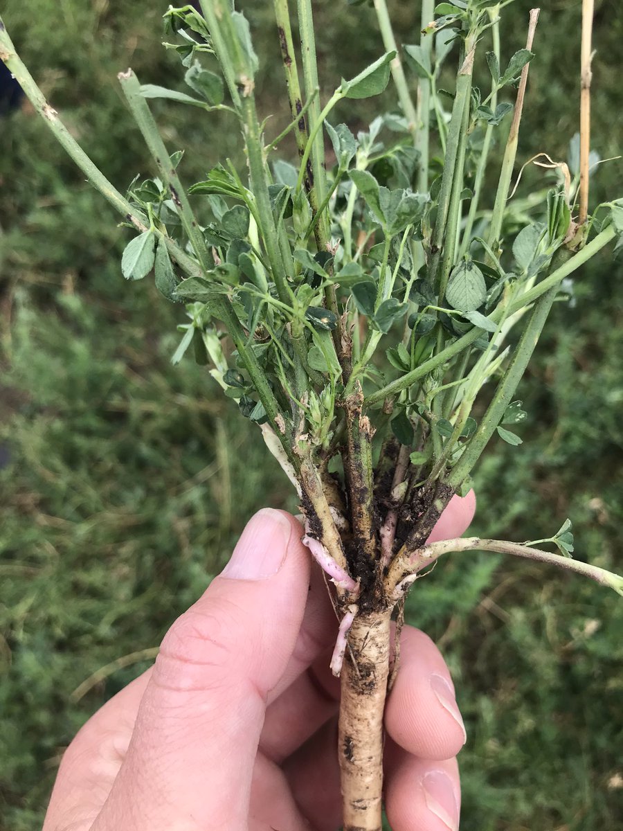 EmGoodall86's tweet photo. #TorrensGT8 out of the #Staminalucerne range showing some great traits on establishment. Impressive #taproot development off a spring sow, and #subsurface #buddevelopment is setting this paddock up to be a #gamechanger in the lucerne space! https://t.co/kGR2n5KmYc
