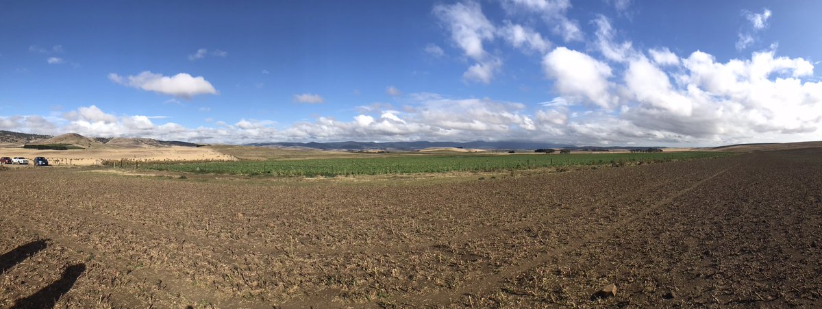 EmGoodall86's tweet photo. #Pallton #raphnobrassica being well grazed in autumn in Tasmania. This species seems to thrive on what would otherwise be considered “abuse” in #foragebrassica circles. Rotationally grazed (hard!) with good numbers, feed to production numbers - its a serious beast in the paddock! https://t.co/1Ej2Fz1gzr