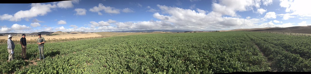 #Pallton #raphnobrassica being well grazed in autumn in Tasmania. This species seems to thrive on what would otherwise be considered “abuse” in #foragebrassica circles. Rotationally grazed (hard!) with good numbers, feed to production numbers - its a serious beast in the paddock!