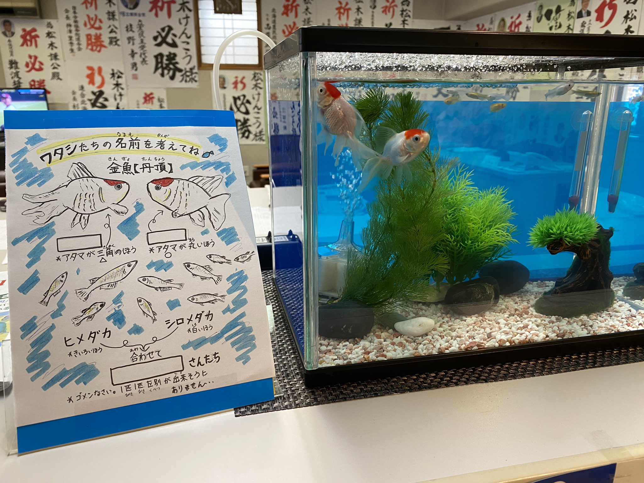 ヒメダカ Twitter Search Twitter