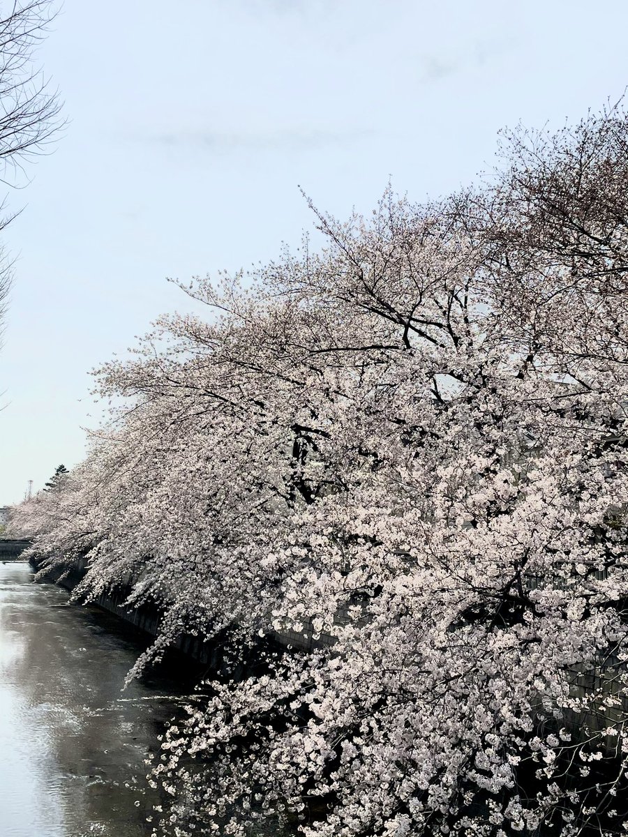 うちの方はもう少しで満開なのに 明日の雨は桜散らしの雨になってしまうのかな 満 のびるのイラスト