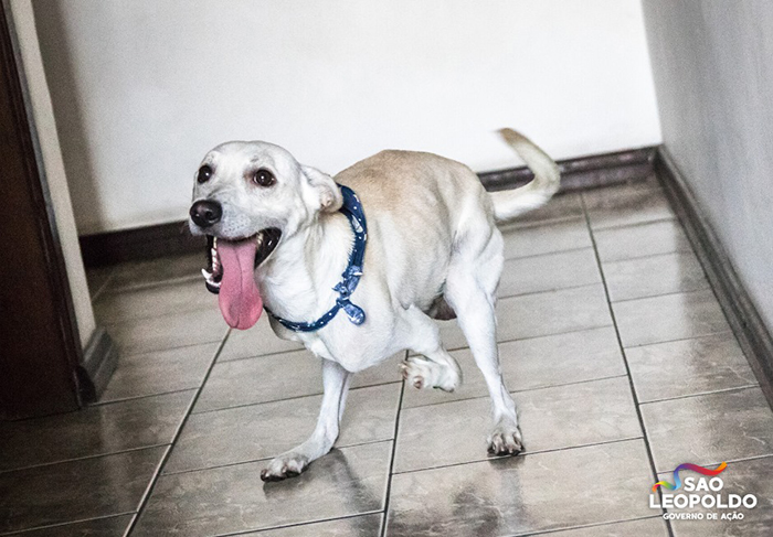 Do you remember the awful story of Tintin, the three-legged #dog that was dumped at the roadside by his heartless owners?

He Has Found His Furever Home 💕

Full story: boredpanda.com/three-legged-d… via <a href="/boredpanda/">Bored Panda</a>
 
#DogsOfTwitter💕