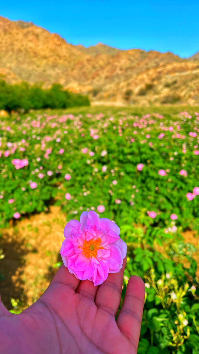 tarad501's tweet photo. #الورد_الطائفي https://t.co/sqNqz7DPpV