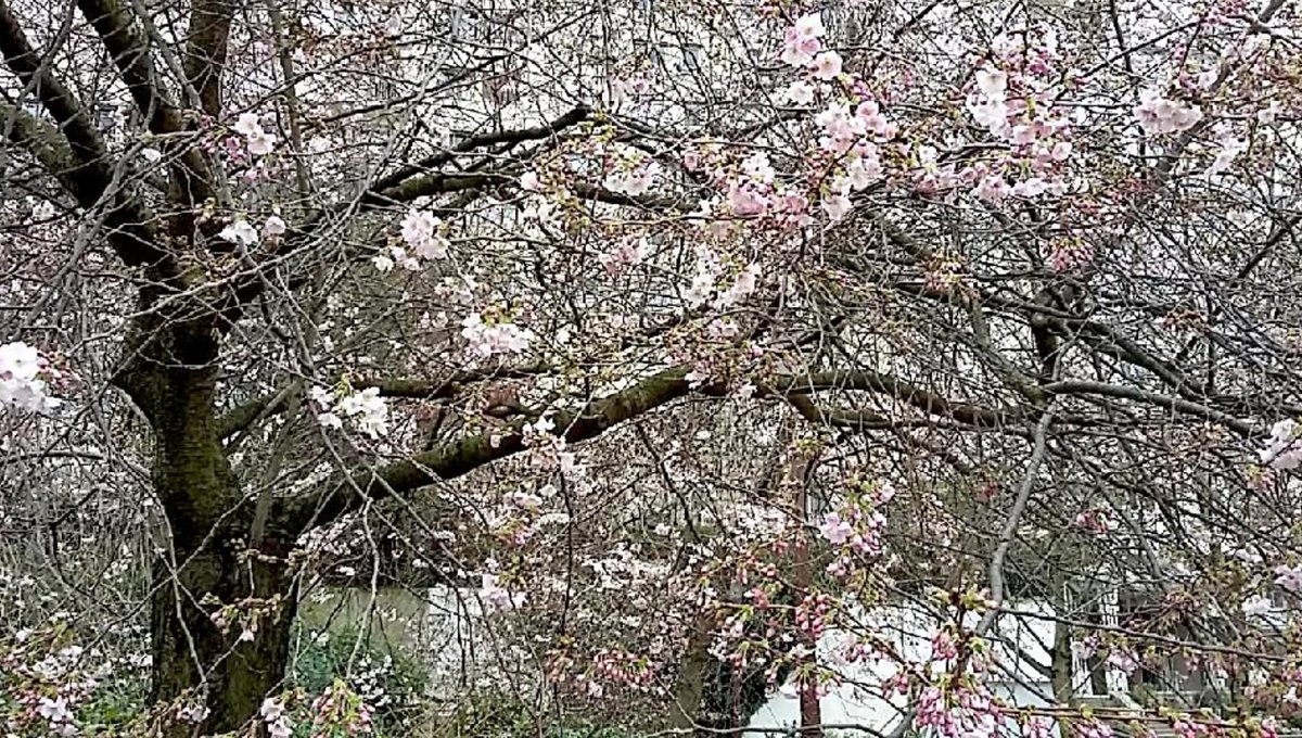 focusonparis's tweet photo. Buds and blooms: #parks and #squares are filling up with #flowers. It's #springtime in Paris. #photogaphy #fleurs #sprintimeinparis #parisparks https://t.co/fVjudwvnHj https://t.co/9giAZDjkQz