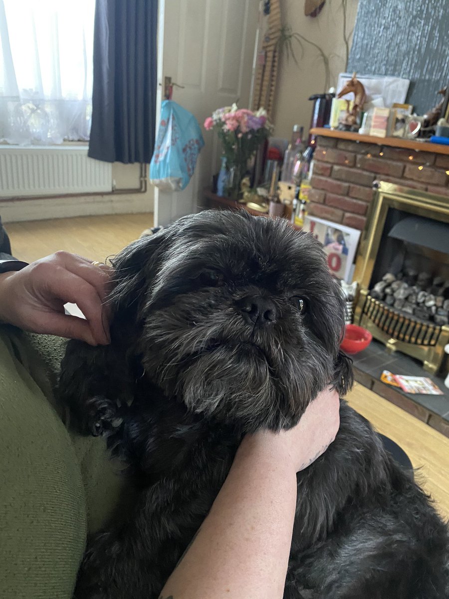ccb49brw's tweet photo. @C4Gogglebox this is our Colin,he’s 8 https://t.co/pxQnqjQnzo