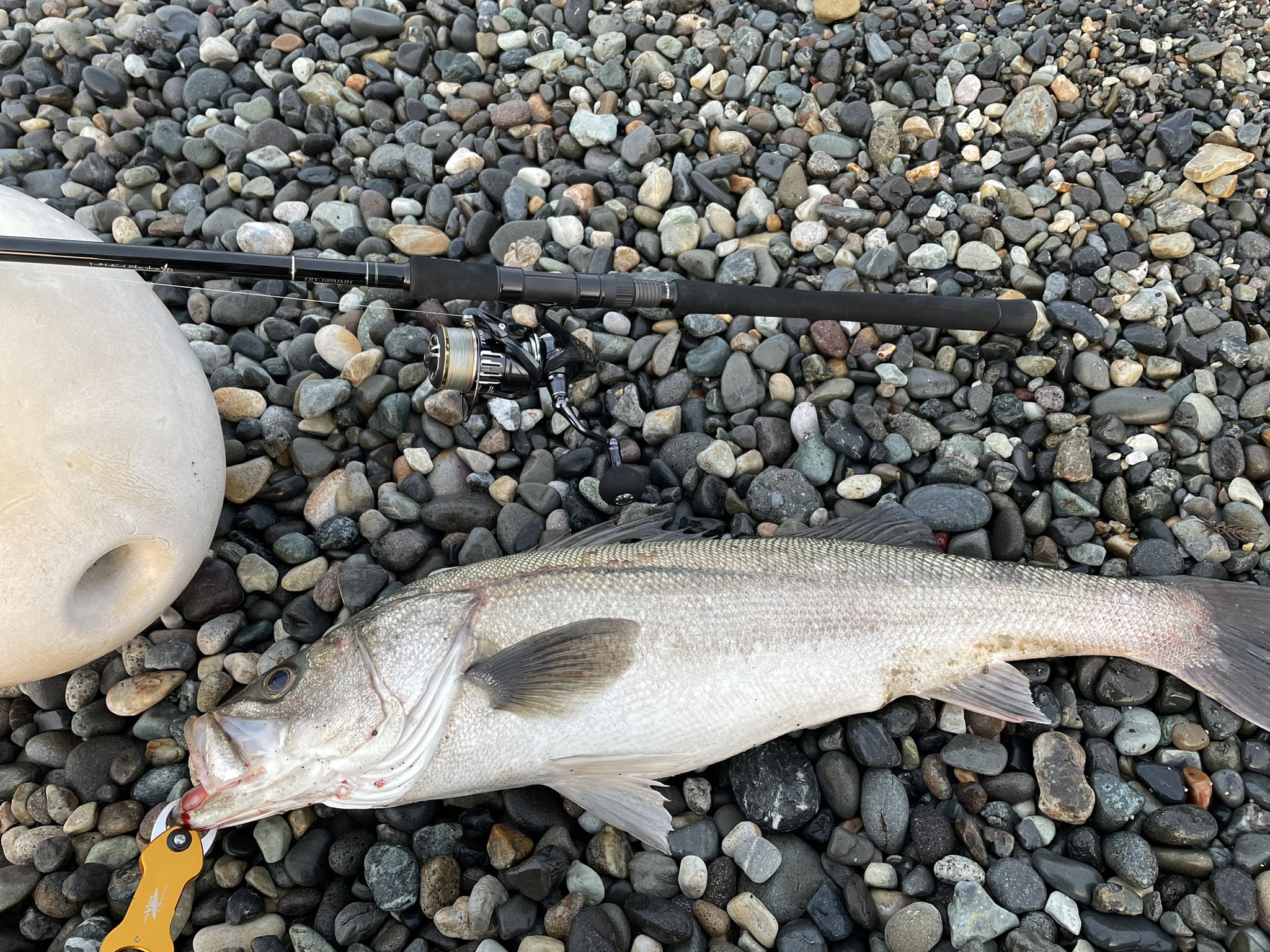 かま 初のランカーサイズ 糸魚川 シーバス スイッチヒッター T Co Qiyvh4lges Twitter