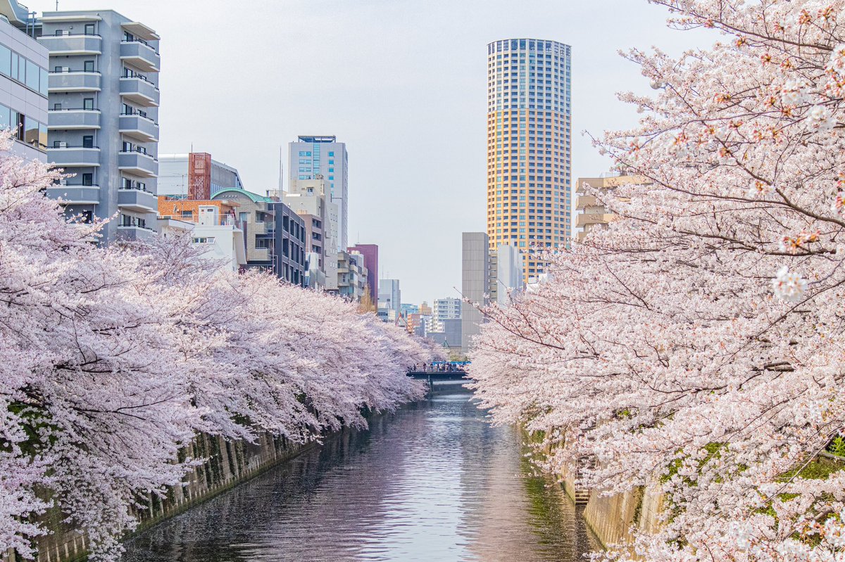 knt31100's tweet photo. 都内桜めぐり https://t.co/tgZduBEzXo