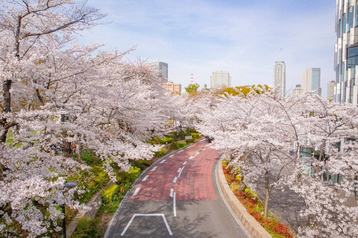 knt31100's tweet photo. 都内桜めぐり https://t.co/tgZduBEzXo