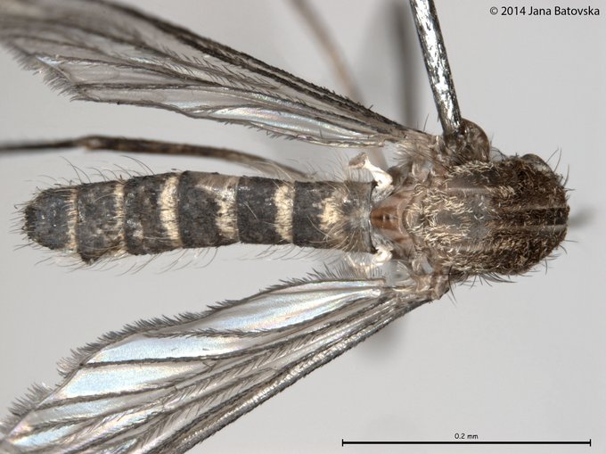 aedescost's tweet photo. Good Morning #MOSQuiz followers!
Are you ready for identifying our mysterious 🦟  species!!👏

2️⃣  The second clue is its abdominal #terga. 
We are sure that this banding rings you a bell!! 🔔🤨

Keep following for more 🦟  pictures on Monday! 

Have a nice weekend 👋 https://t.co/NtIqxwY49E