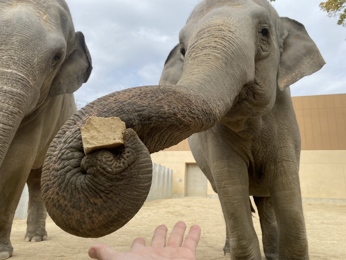 徳山動物園オリジナルチョコレート「ゾウがひろって飼育員にくれた石