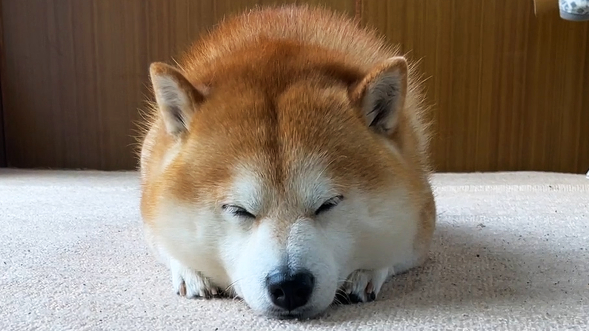 密着 柴犬らんまる24時 いつかはと思っていましたが とうとう自分のそっくりさんと出会ってしまいました らんまるよりも 少し小さくて１ｋｇくらいです T Co Tb302rcrj2 柴犬 柴犬らんまる 完全に一致 T Co Xo6prstodh Twitter