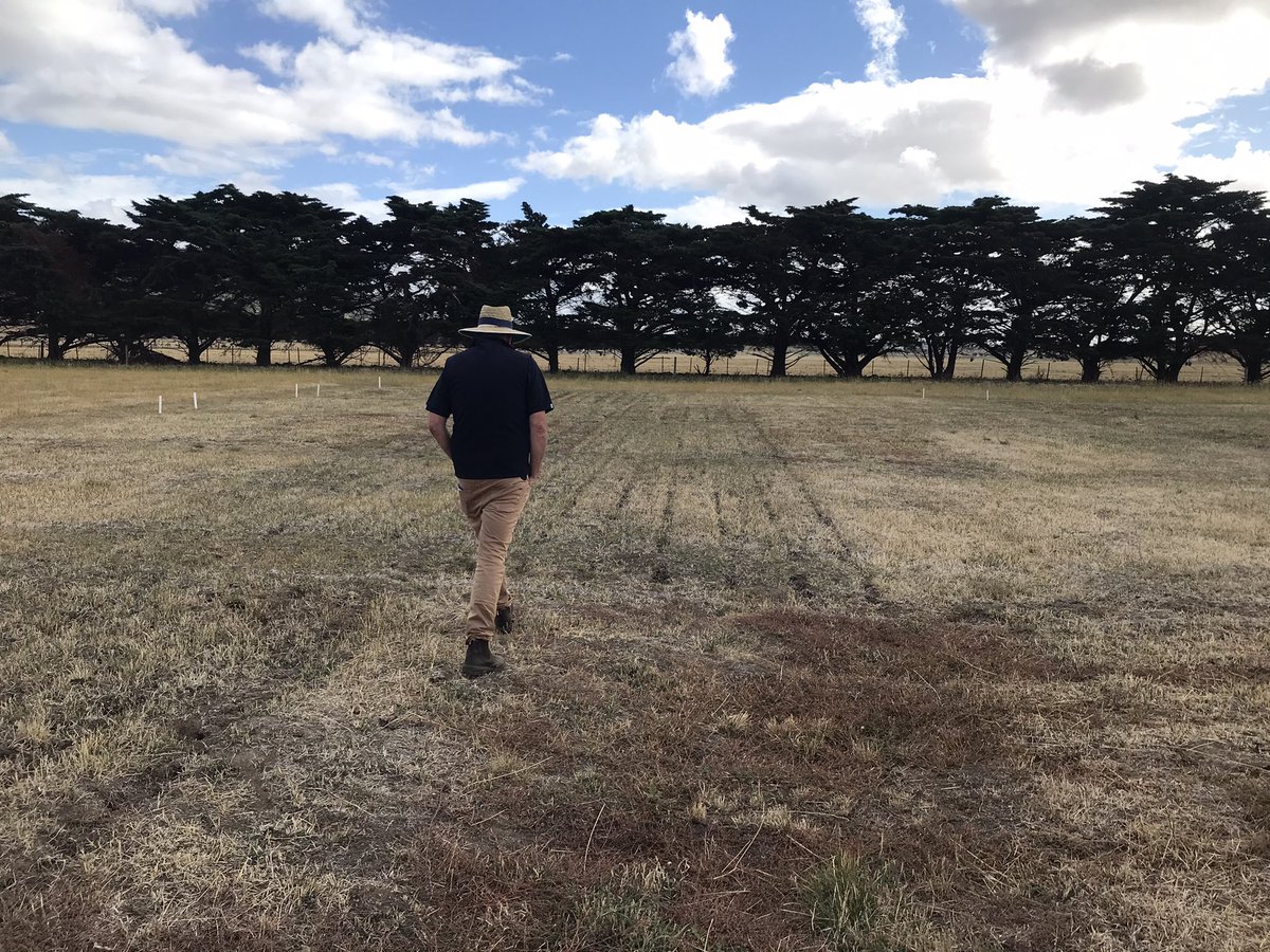 EmGoodall86's tweet photo. Great to see the work #TasmanianInsituteofAgriculture is doing around establishing #legumes in #phalaris - even in the tough end of the season some clear differences were visible which may change how farmers aim to incorporate #quality into #pasture https://t.co/Zt2a6S1w40