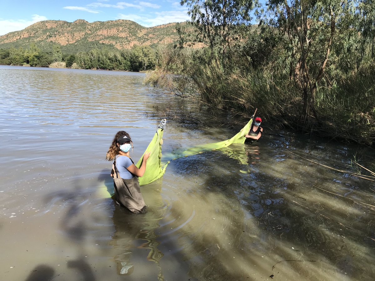 NicoJSmit1's tweet photo. Great fun training the next generation of freshwater ecologist! ⁦@theNWU⁩ Zoology Ecology field-course 2021 at the Vaal River, South Africa. ⁦@NWU_WRG⁩ #Vaal_Livinglab  ⁦@WynandMalherbe⁩ ⁦@busseolafusca⁩ https://t.co/uTqSjJfxIN