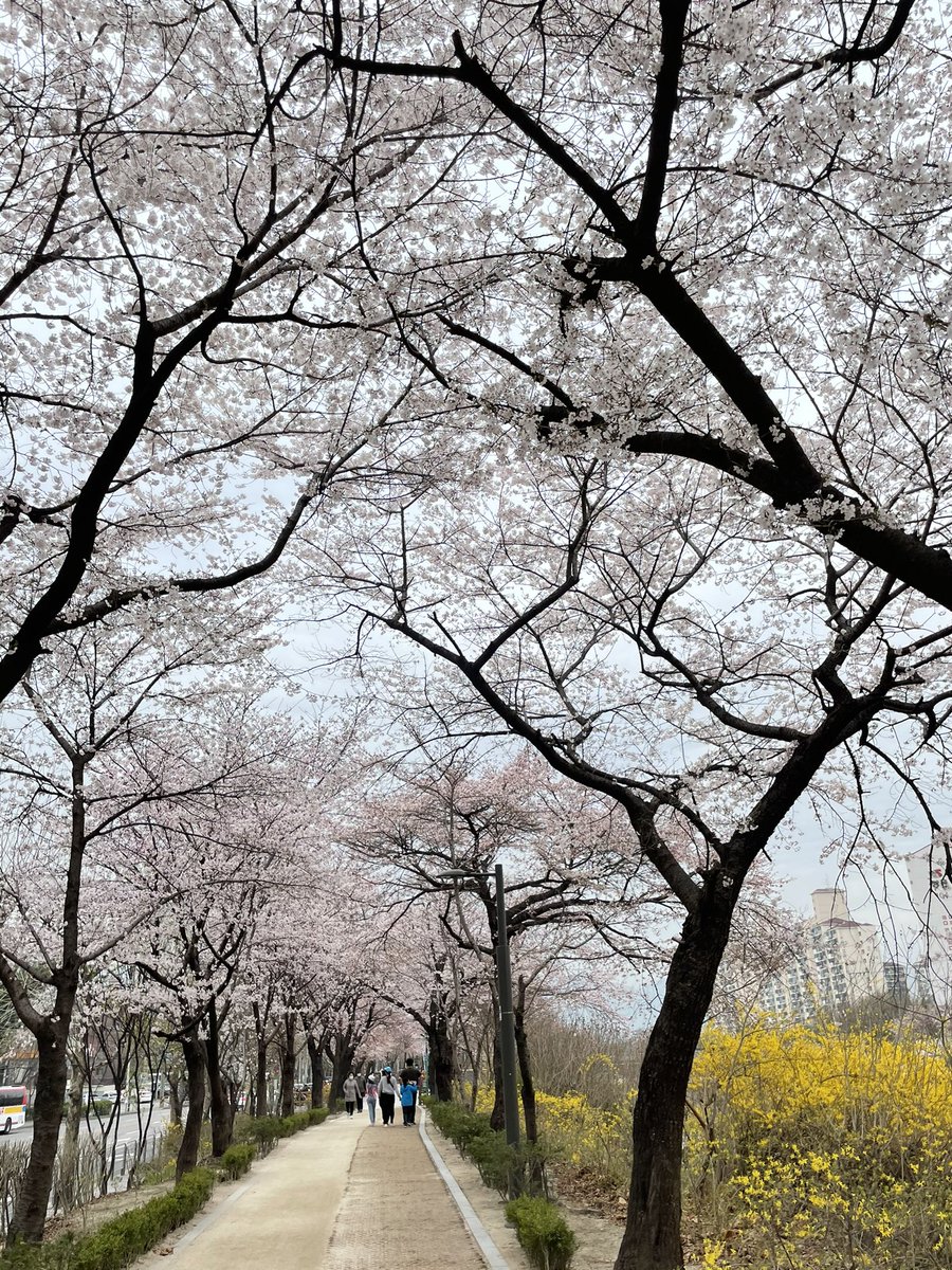 marplejang's tweet photo. 어젯밤의 과식의 죄책감으로 모닝 산책 나갔다 만난, #벗꽃만개 🌸 

#capturedmoment #27MAR2021 #벗꽃 #산책길 #토요일아침 #비오기직전 #동네한바퀴 #getlucky #cherryblossoms #봄이다봄 #핑크핑크해 https://t.co/Is12lvz4me