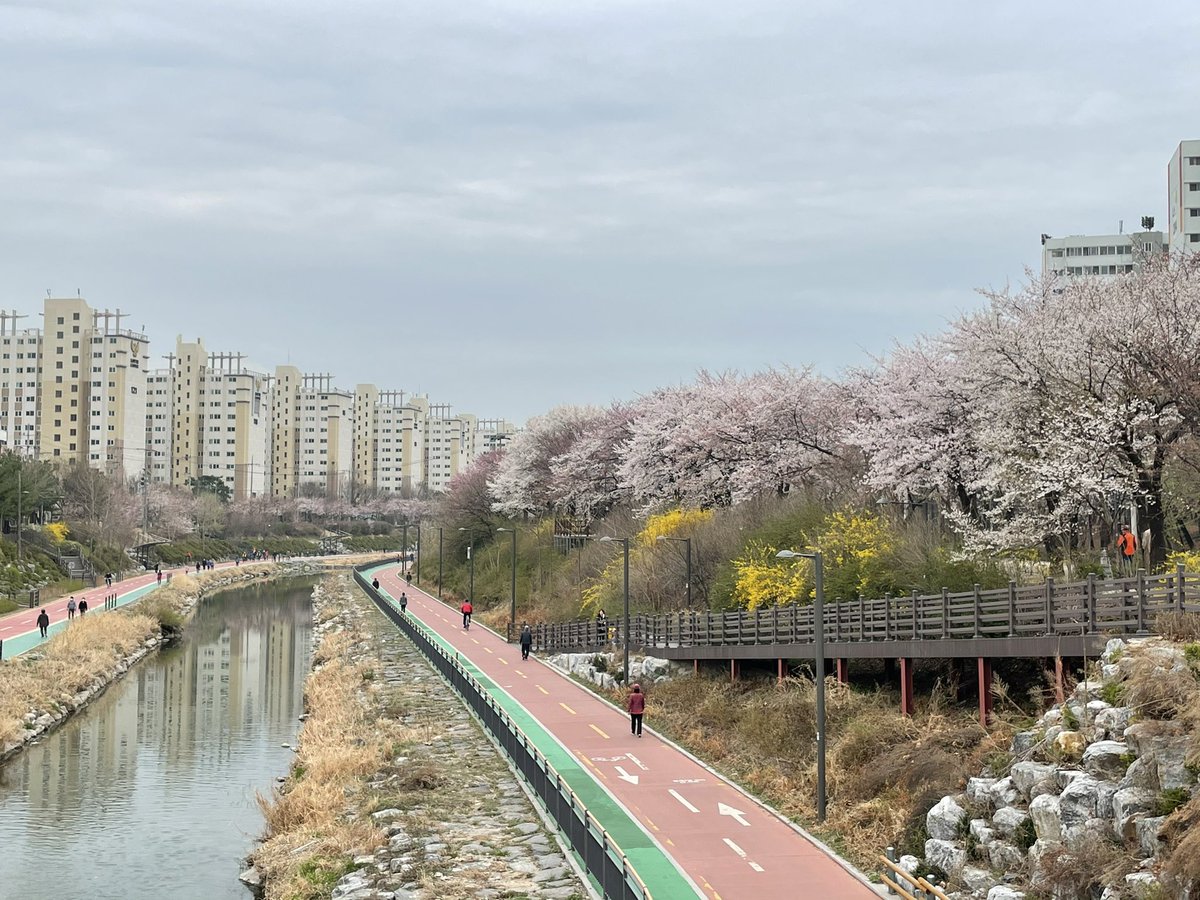 marplejang's tweet photo. 어젯밤의 과식의 죄책감으로 모닝 산책 나갔다 만난, #벗꽃만개 🌸 

#capturedmoment #27MAR2021 #벗꽃 #산책길 #토요일아침 #비오기직전 #동네한바퀴 #getlucky #cherryblossoms #봄이다봄 #핑크핑크해 https://t.co/Is12lvz4me