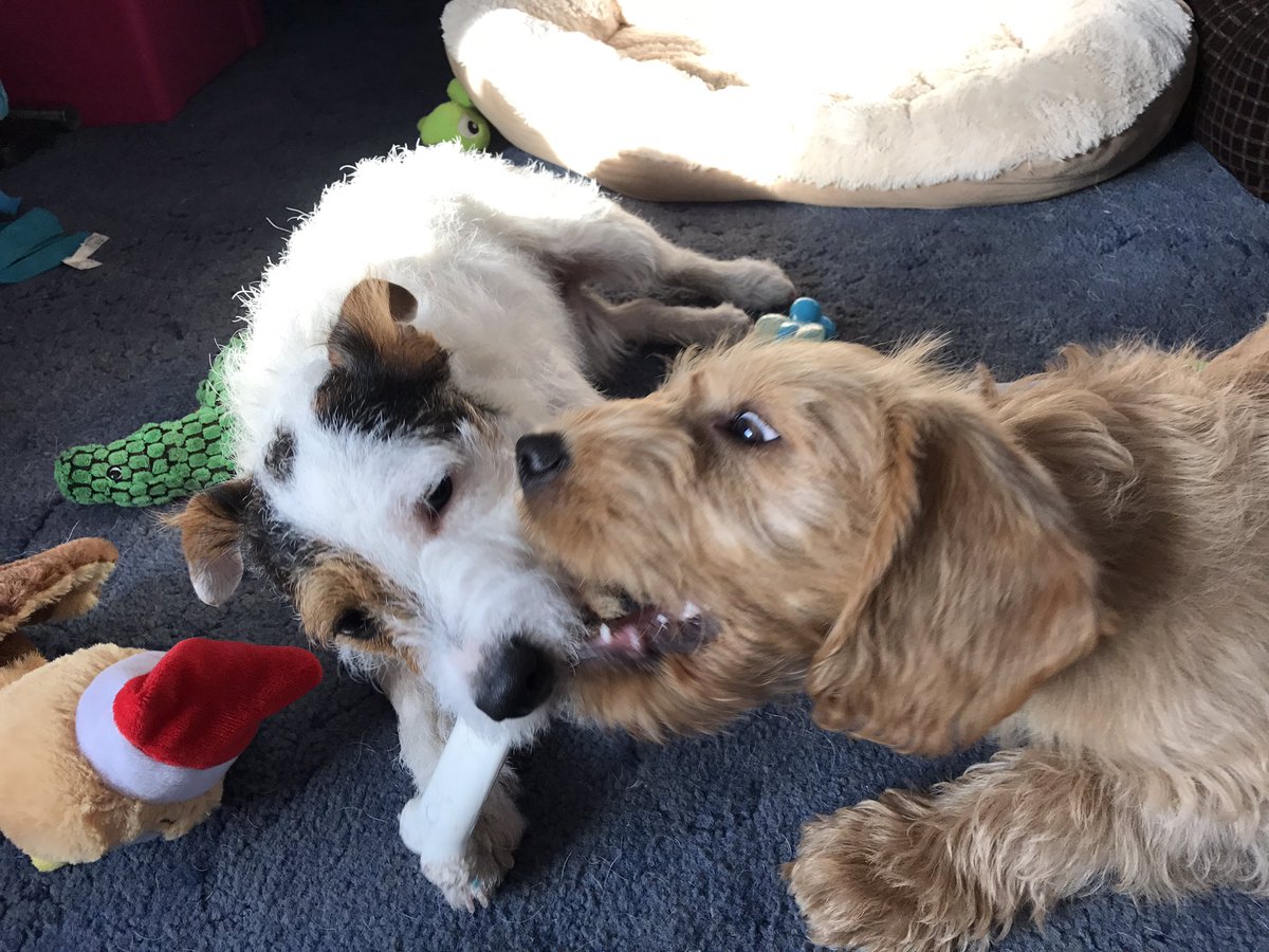 PercyAndBertie's tweet photo. Itβs #NationalTerrierDay πΆπ§‘
Percy is so excited, a day to celebrate him!! Heβs agreed to let Bertie join in... grudgingly π
This was Percy teaching Bertie from the start that all toys are his!!
#Terrier #terrierday #terriersrule #terriertude #dogsoftwitter https://t.co/wk7xx5mtCm