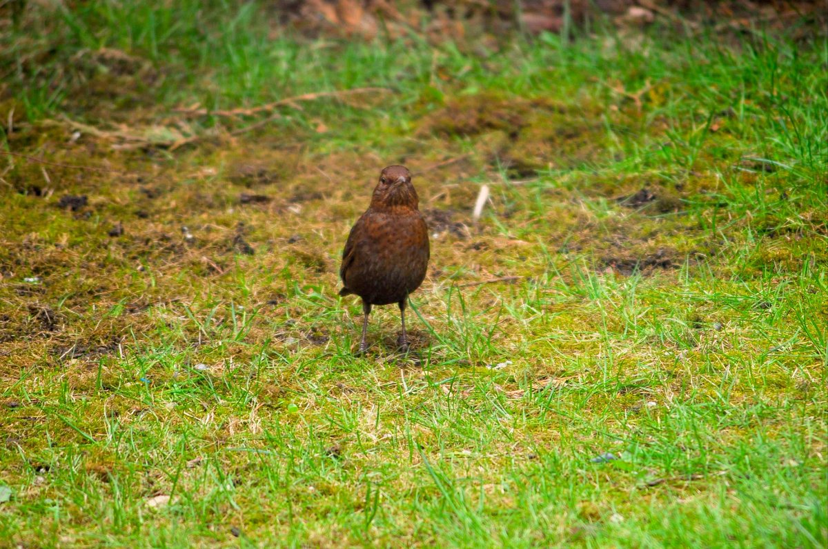 MptPhotography's tweet photo. Just a bird posing for the Nikon d200 https://t.co/kYgc0ZzrlR