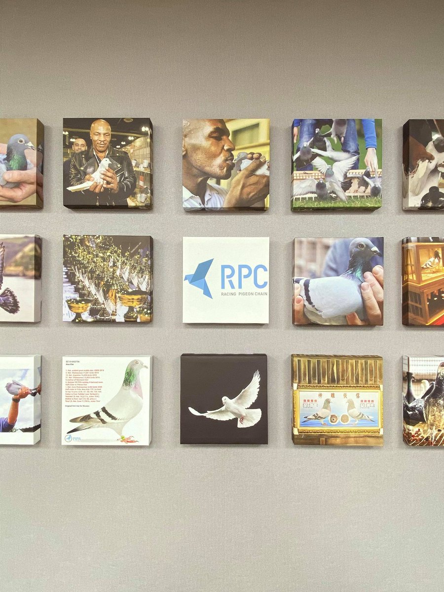 ChainPigeon's tweet photo. Add #pigeon style to our office!
Recently we have produced 27 frameless paintings to decorate the wall.
Every picture is related to pigeons.

#RPC https://t.co/wcfm36OLIK