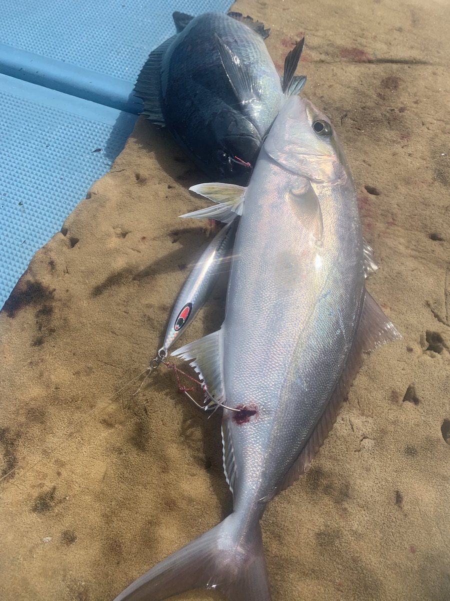 それいけ大志丸 3月25日 いいポイントﾊｹ S S W S ﾝ ネリゴ33グレ6ハマチ2ヒラマサ2 ジギングで初めてグレ釣れた 笑 釣り 五島列島 五島 福江島 五島ジギング 五島列島ジギングヒラマサ ジギング スロージギング キャスティング