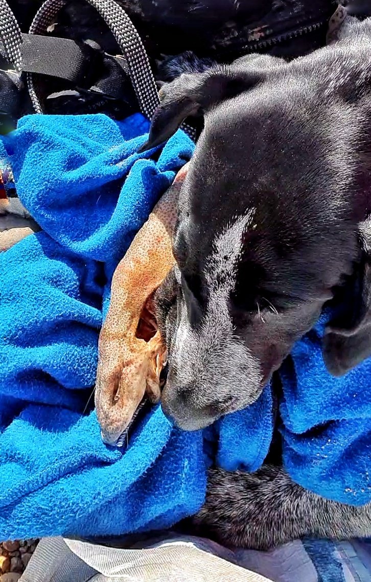 Missus_Giles's tweet photo. @SwimWildPod When you get back to your #dryrobe to find the dog has found himself a snack... Dead dogfish. Lovely. Some swim buddies have funny habits... #swimbuddy #pointerpup #dogfish #seaswim #seaswimming https://t.co/jqqG4cCGoW