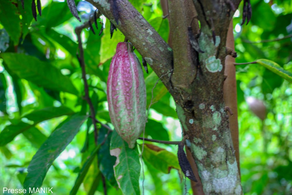 FondationManik's tweet photo. L'agriculture c'est la base de la culture. “Il faut rendre à l'agriculture sa place et son rang.” Hon Madeleine NIKOMBA
#agriculteurs #investisseur #cacao #RDC #Kisangani @JeanBamanisa @Luc_Gerard @GMwanabwato https://t.co/Dyqp3SmddH