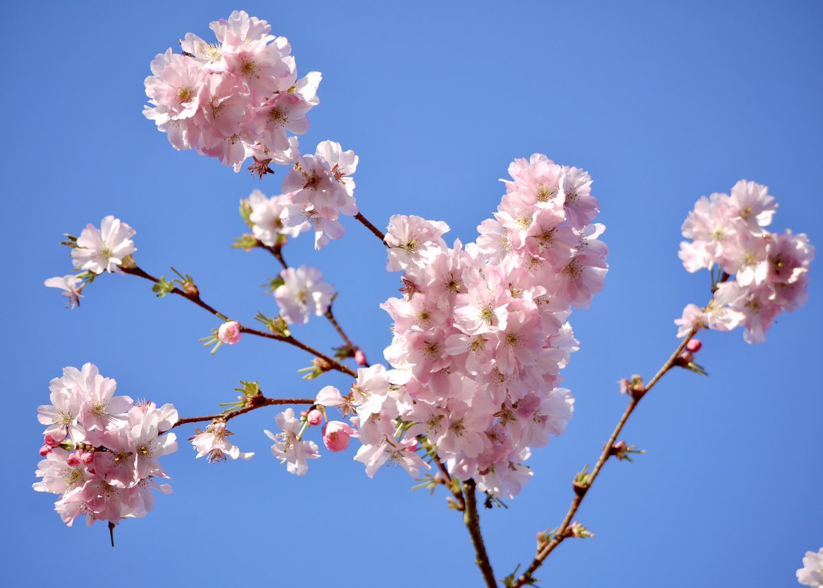 LesleyAM13's tweet photo. This morning was glorious, so I took the opportunity to stand and really look at a cherry blossom tree for a while and this is some of what I saw.🦜🐝🐦💐☀️😊 

#spring #cherryblossom #parakeet #bumblebee #bluetit    @theroyalparks #nature #NaturePhotography #SaturdayMorning https://t.co/eVCIao6wXD