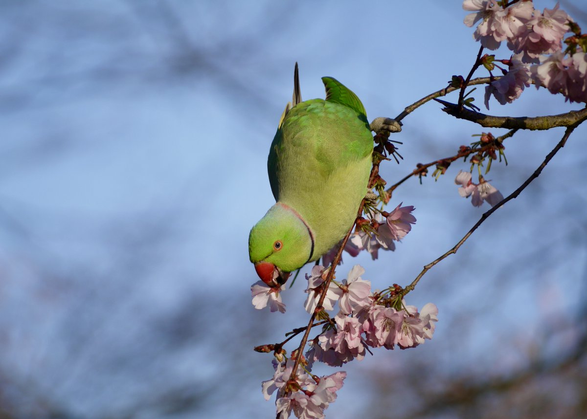 LesleyAM13's tweet photo. This morning was glorious, so I took the opportunity to stand and really look at a cherry blossom tree for a while and this is some of what I saw.🦜🐝🐦💐☀️😊 

#spring #cherryblossom #parakeet #bumblebee #bluetit    @theroyalparks #nature #NaturePhotography #SaturdayMorning https://t.co/eVCIao6wXD