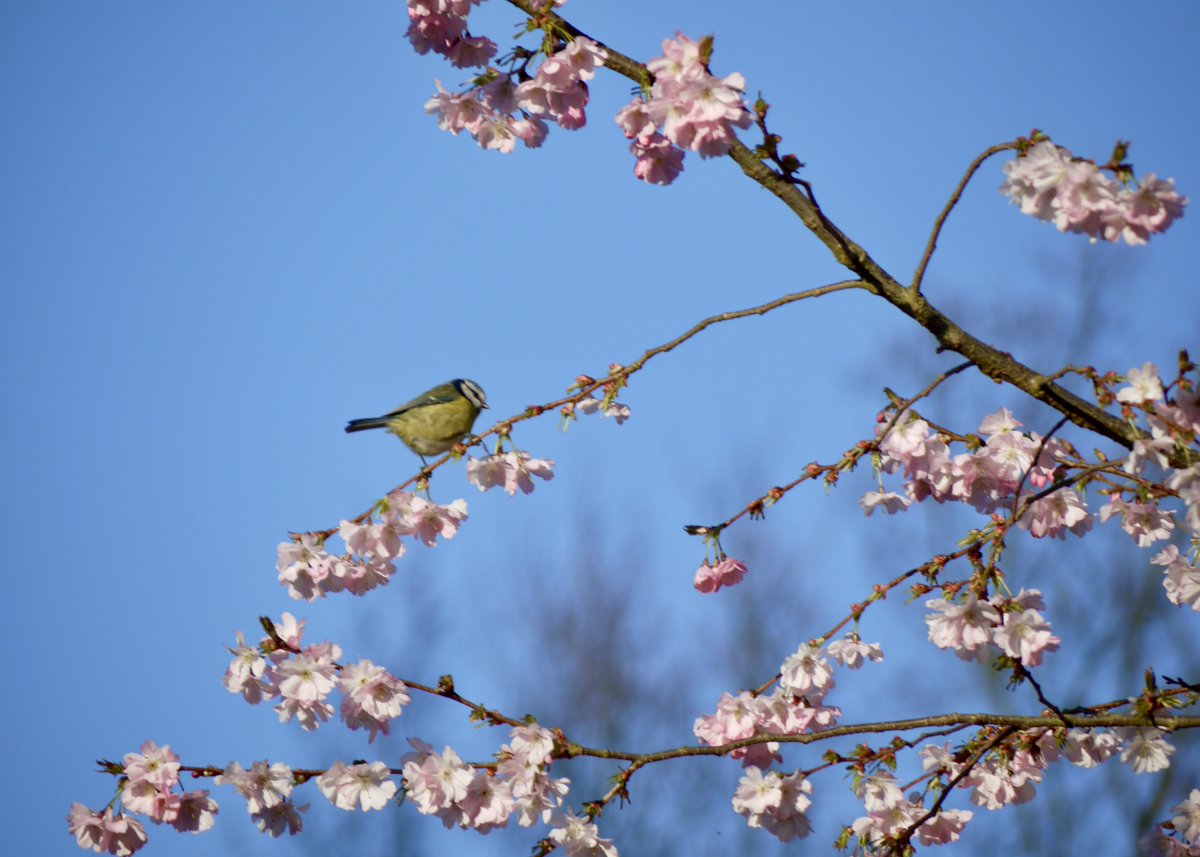 LesleyAM13's tweet photo. This morning was glorious, so I took the opportunity to stand and really look at a cherry blossom tree for a while and this is some of what I saw.🦜🐝🐦💐☀️😊 

#spring #cherryblossom #parakeet #bumblebee #bluetit    @theroyalparks #nature #NaturePhotography #SaturdayMorning https://t.co/eVCIao6wXD