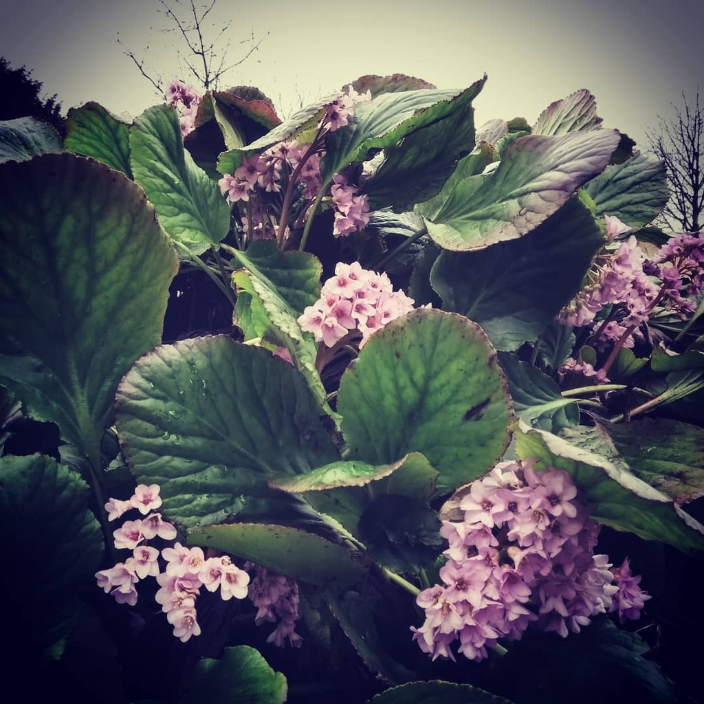 With everybody posting "Spring" pics and blossoms and blooms and flowers and pinks, I thought, ok, I got this, I can diverge from muted darks to extroverted....

So, I went for a walk and looked and looked...

And this is what I found!

Can't say I didn'… instagr.am/p/CM6pSExj2TJ/