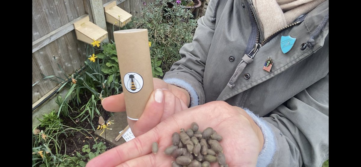 DAGaetano's tweet photo. #ukmasonbees the cocoons have arrived! And are in their hatchery ✨🐝✨ https://t.co/lj2KIJokb8