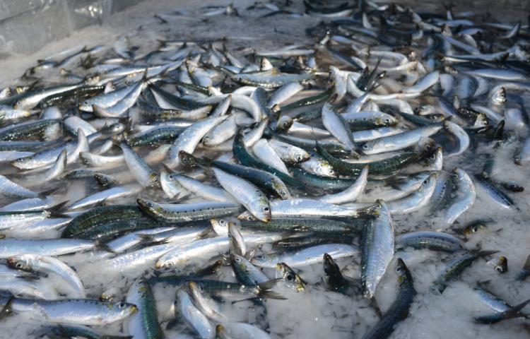 bjegou's tweet photo. #Douarnenez Le préparateur et congélateur #Makfroid repris par #Chancerelle #Agroalimentaire #Bretagne #sardine #maquereau https://t.co/VAXGhBfme5 via @_lemarin https://t.co/1GTtn8zLVs