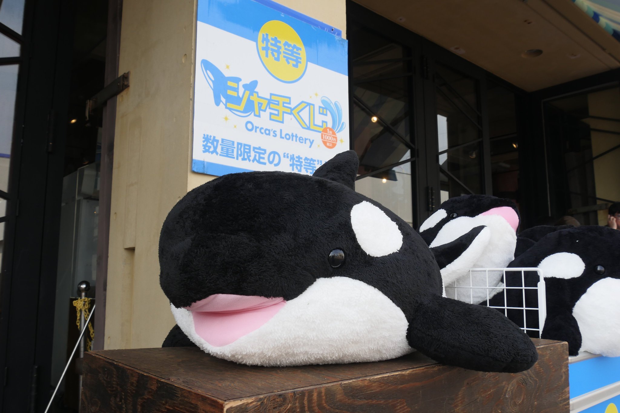 鴨川シーワールド シャチ 大きい ぬいぐるみ 鴨川シーワールド【公式】 on X: 