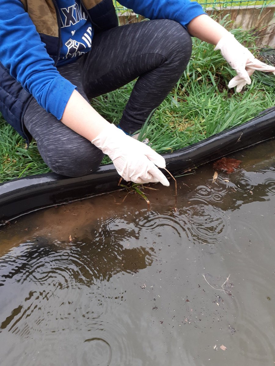ETaupont's tweet photo. Opération plantation de boutures autour de la mare.Un grand merci au club nature du collège Beaumanoir et à leur enseignante pour leur don, livré à l'école jeudi et installé vendredi après-midi malgré les averses. https://t.co/92z9tTJso6