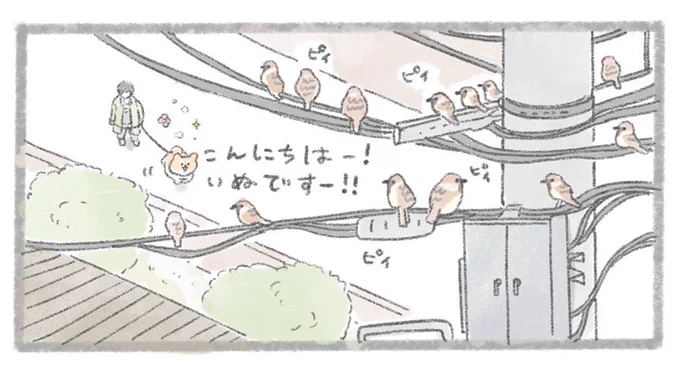 ピィピィ 